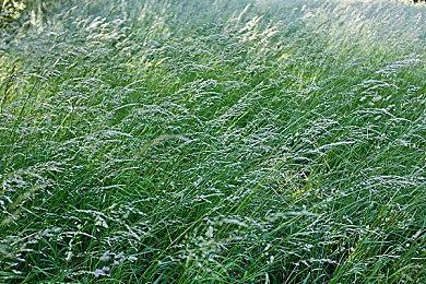 《真女神转生5》恶魔介绍：四天王之一广目天